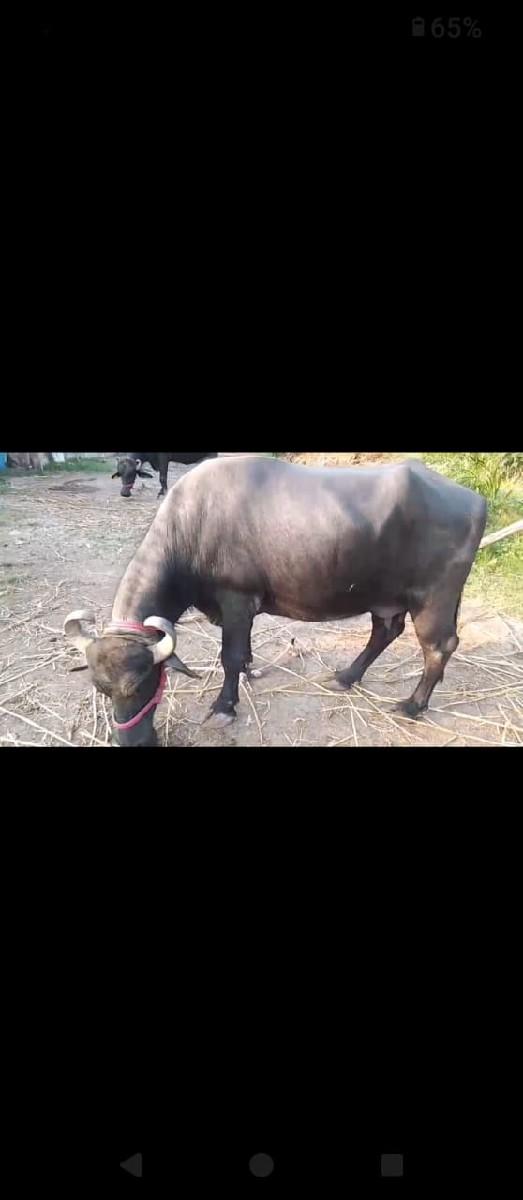 थंबनेल 3