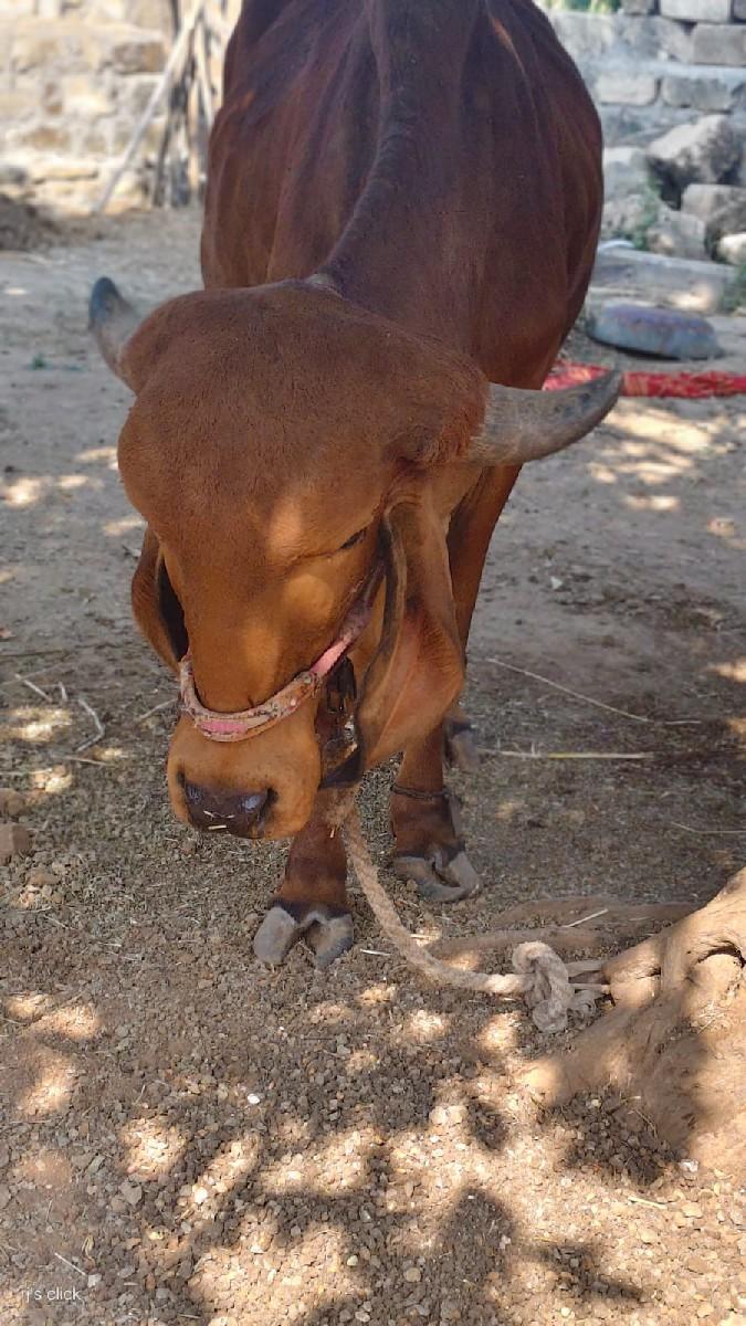 थंबनेल 3