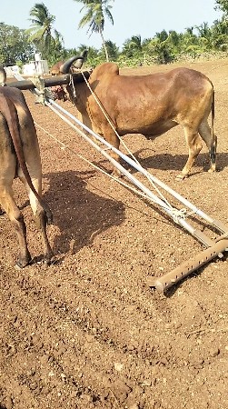 બળદ વેચવાના છે