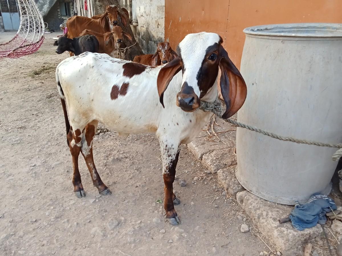 થંબનેલ 2