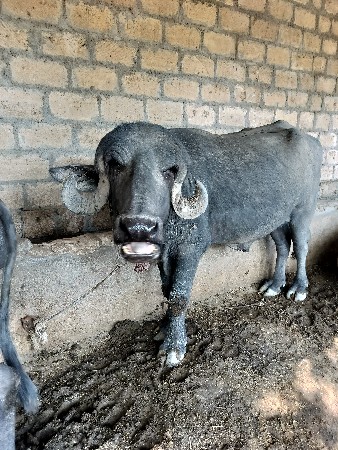 સાડાત્રણ વરસનો છે સાવસોજો છે