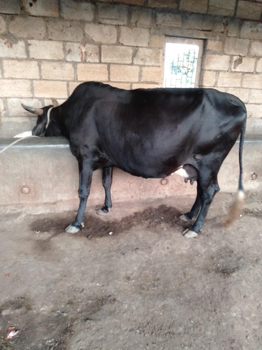 ગાય વેચવાની છે