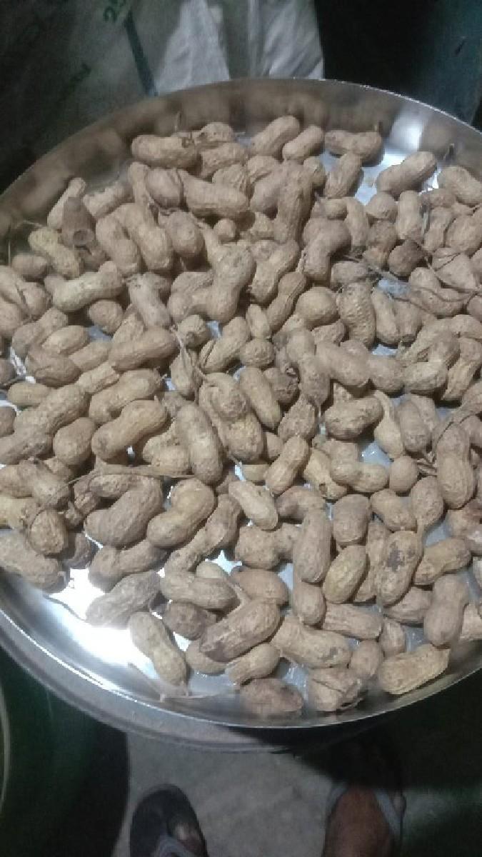 માંડવી બિયારણ વેચવાની
k 41