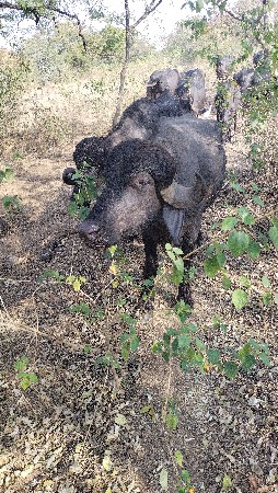 પાડો વેંચવાનો છે