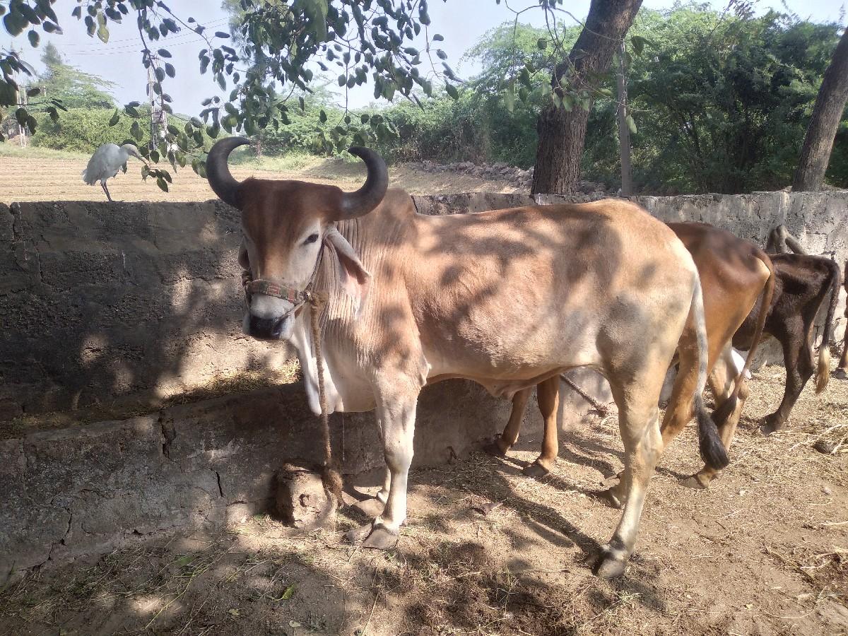 थंबनेल 3