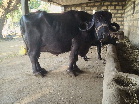 થંબનેલ 3