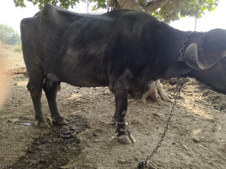 થંબનેલ 2