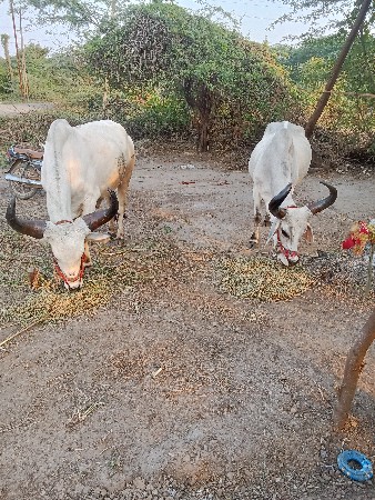 થંબનેલ 2