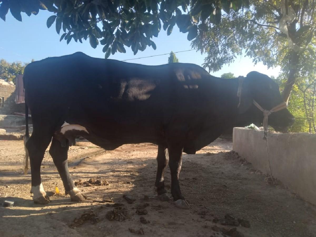 vetar.3.....20.dini.kachi