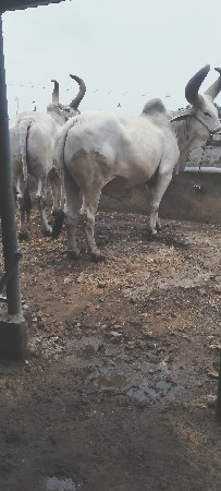 બળદ વેચવાના છે