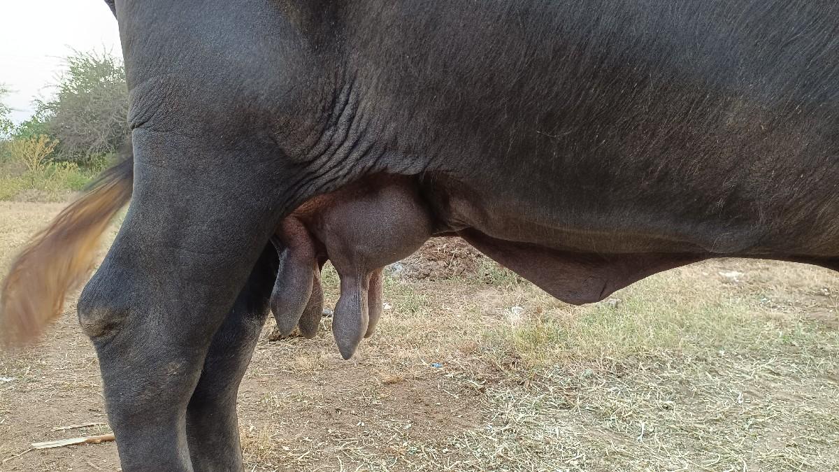 थंबनेल 3