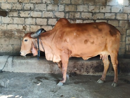 ઞાય વેચવાની છે