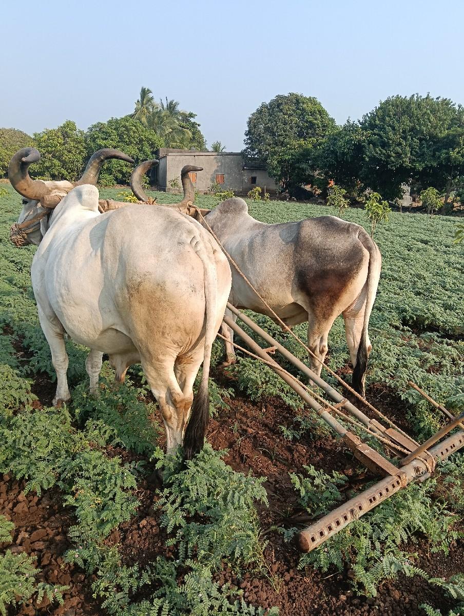 थंबनेल 3