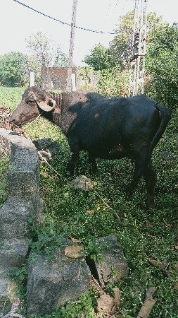 ભેંશ vesvani se jafravadi se