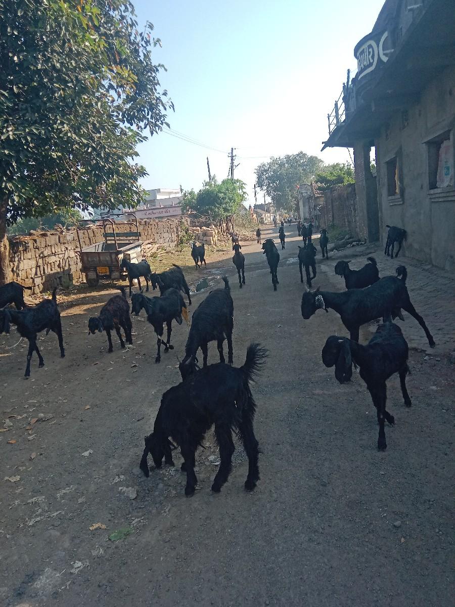 30 બકરી ઓ વેચવાની છે