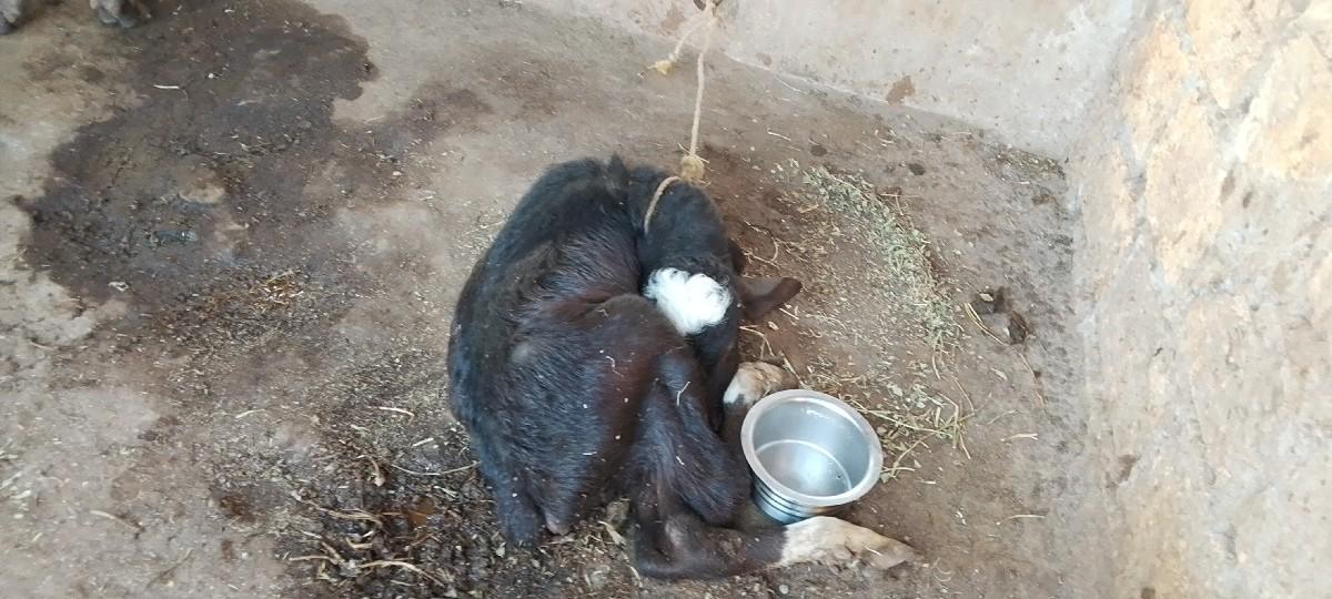 थंबनेल 2