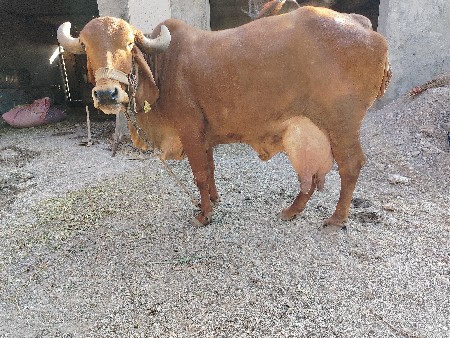 થંબનેલ 2