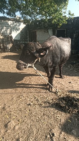 ગેસ વેચવાની છે બીજું વેતર વ્યાસે