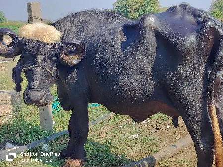 ખળેલી વેચવાની છે