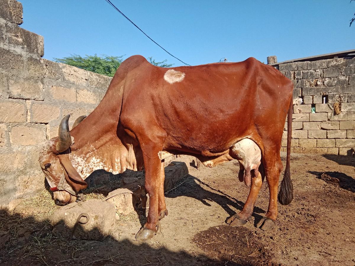 ગાય વેચવાની છે