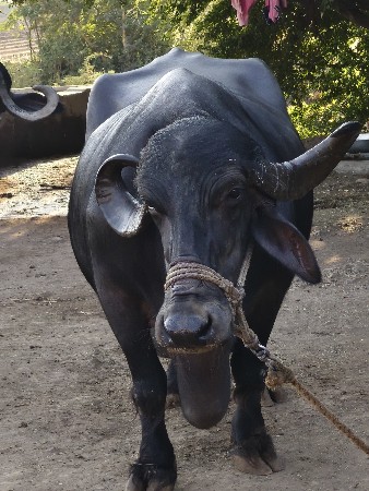 ભેંસ વહેંચવા ની છે.