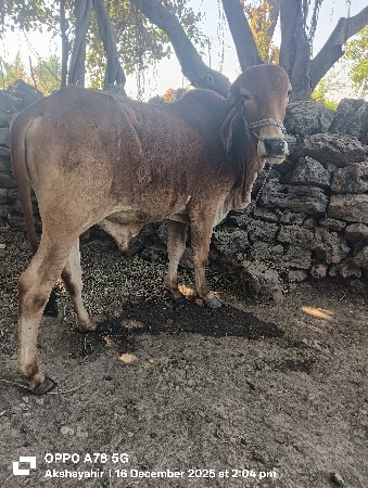 બળદ વેચવાનો છે