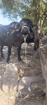 વેસવાનીછે