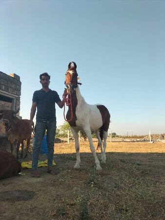 થંબનેલ 3