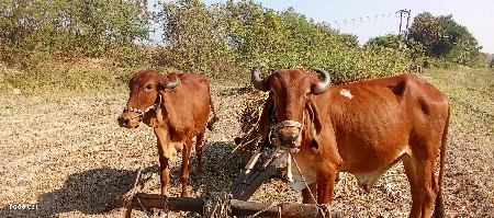 ગોઢલા વેચવાના છે