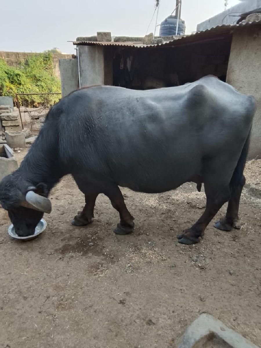 થંબનેલ 2