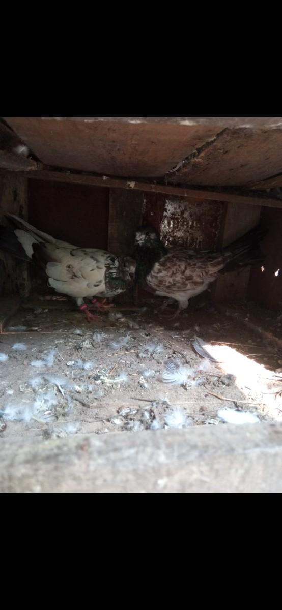 થંબનેલ 2