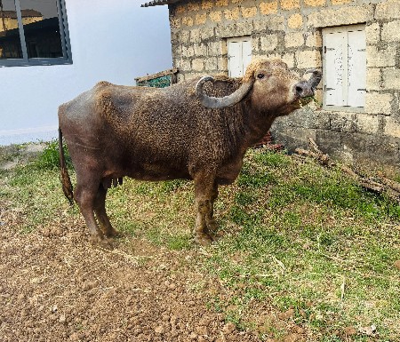 थंबनेल 3