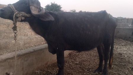 મેરૂ સાગણ ઓડેદરા