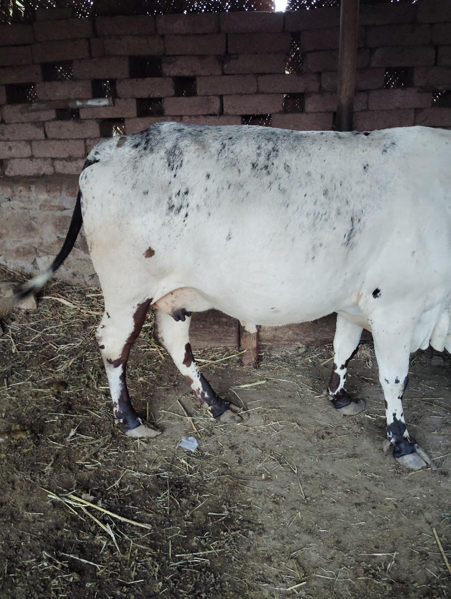 થંબનેલ 3