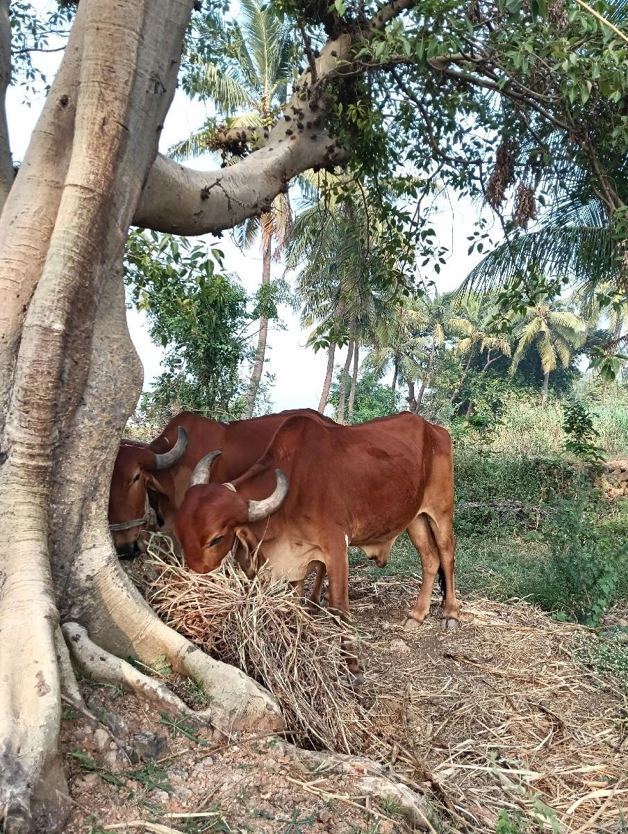 થંબનેલ 3