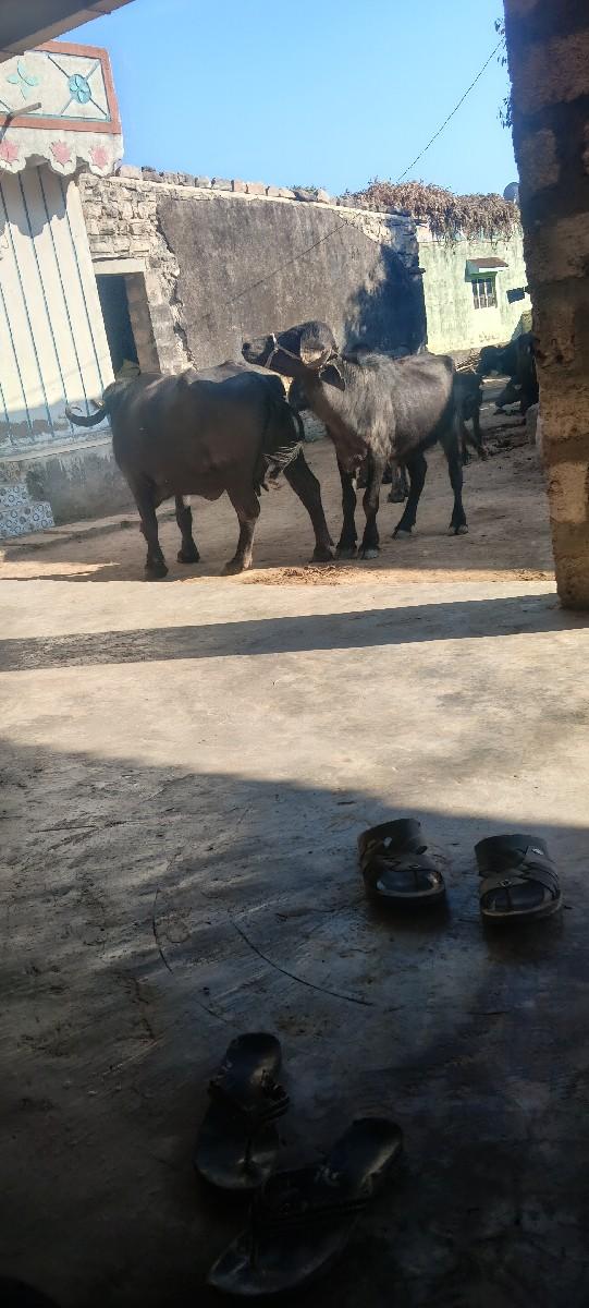 થંબનેલ 2