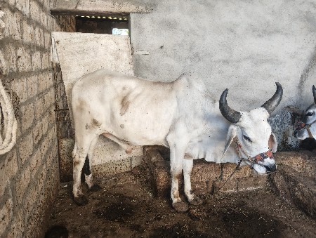 ગોઢલા વેચવાના છે