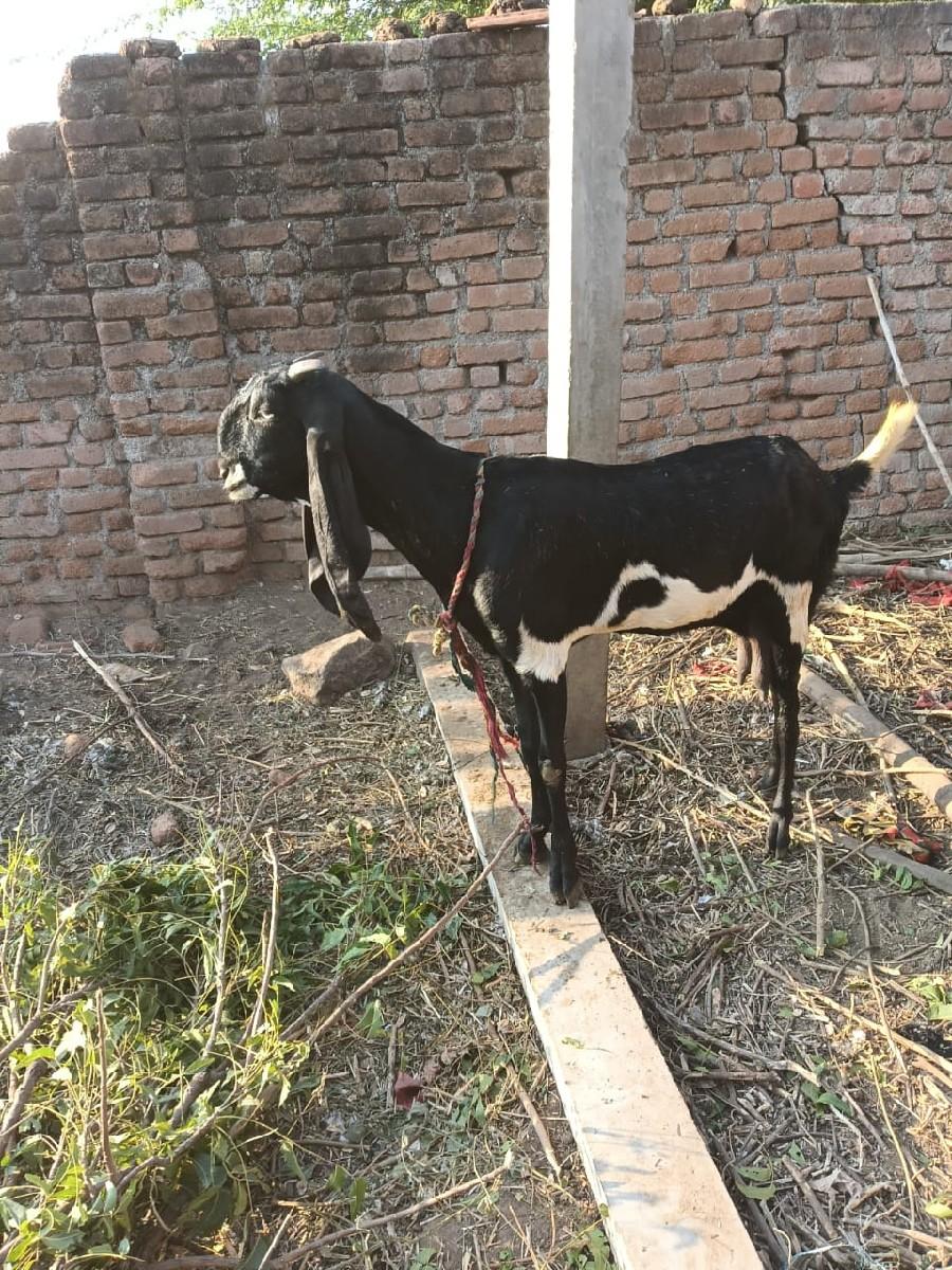 थंबनेल 2