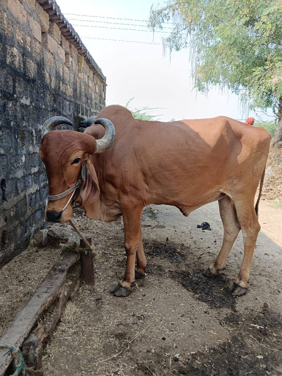 થંબનેલ 2