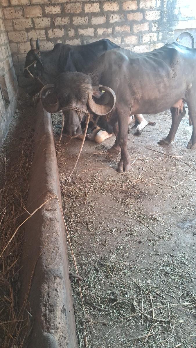 ભેંસ વેચવાની છે