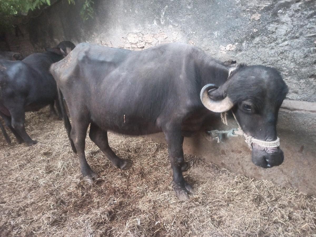 સાટા કરવા ના છે