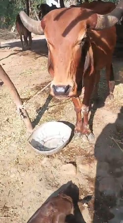 પેલા વેતર મા બે ગાય આપવાની સે