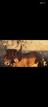 ગાય આપવાની છે 9978291158
