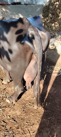 થંબનેલ 3