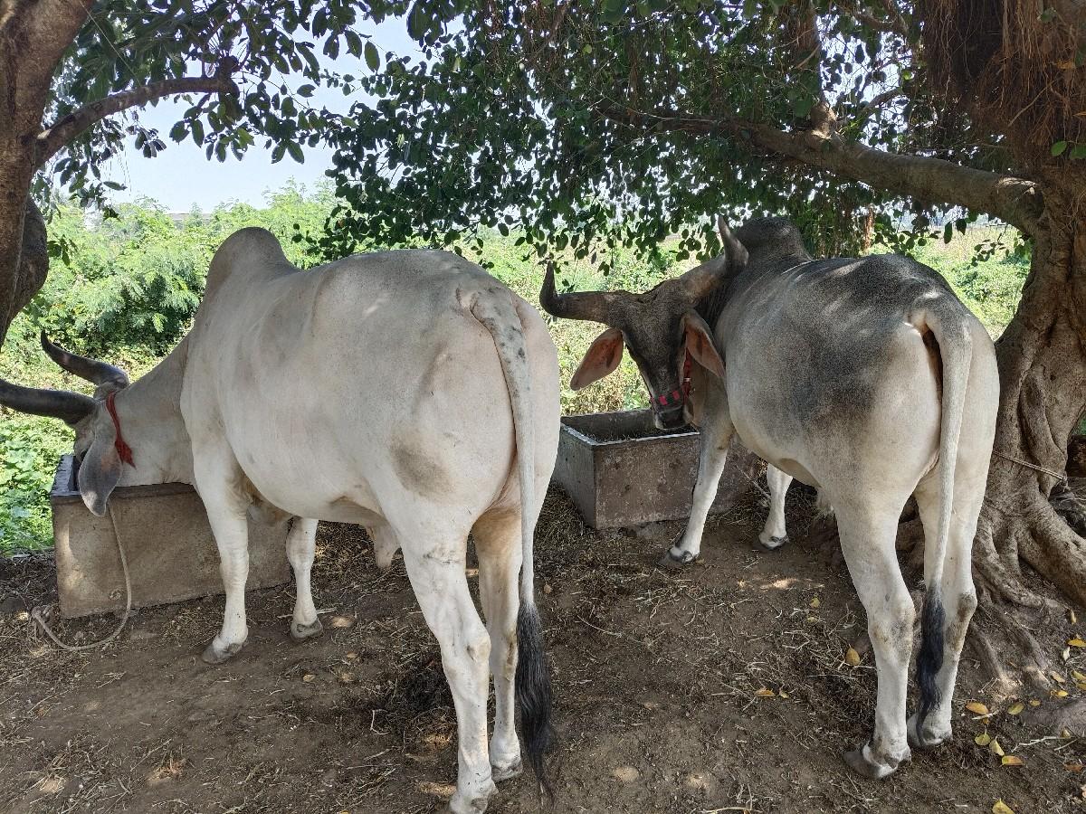 થંબનેલ 2