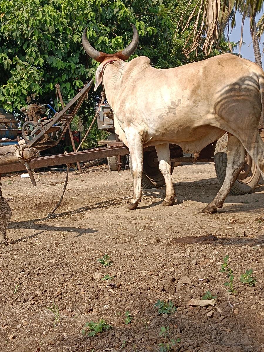 थंबनेल 2