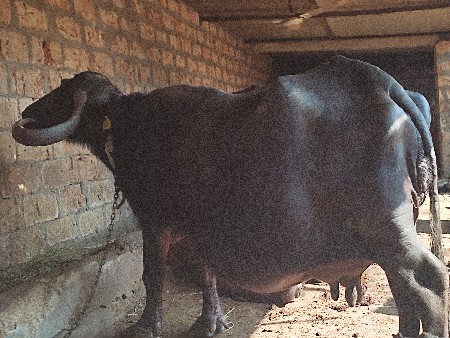 ભેંસ વેચવાની છે