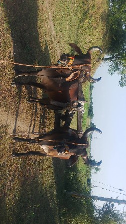 વેચવાના છે