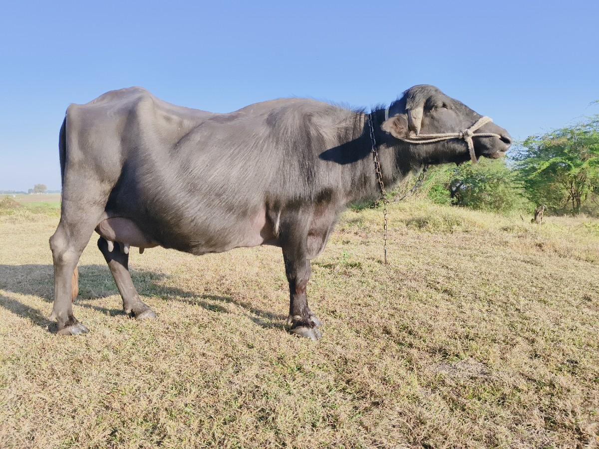 थंबनेल 3