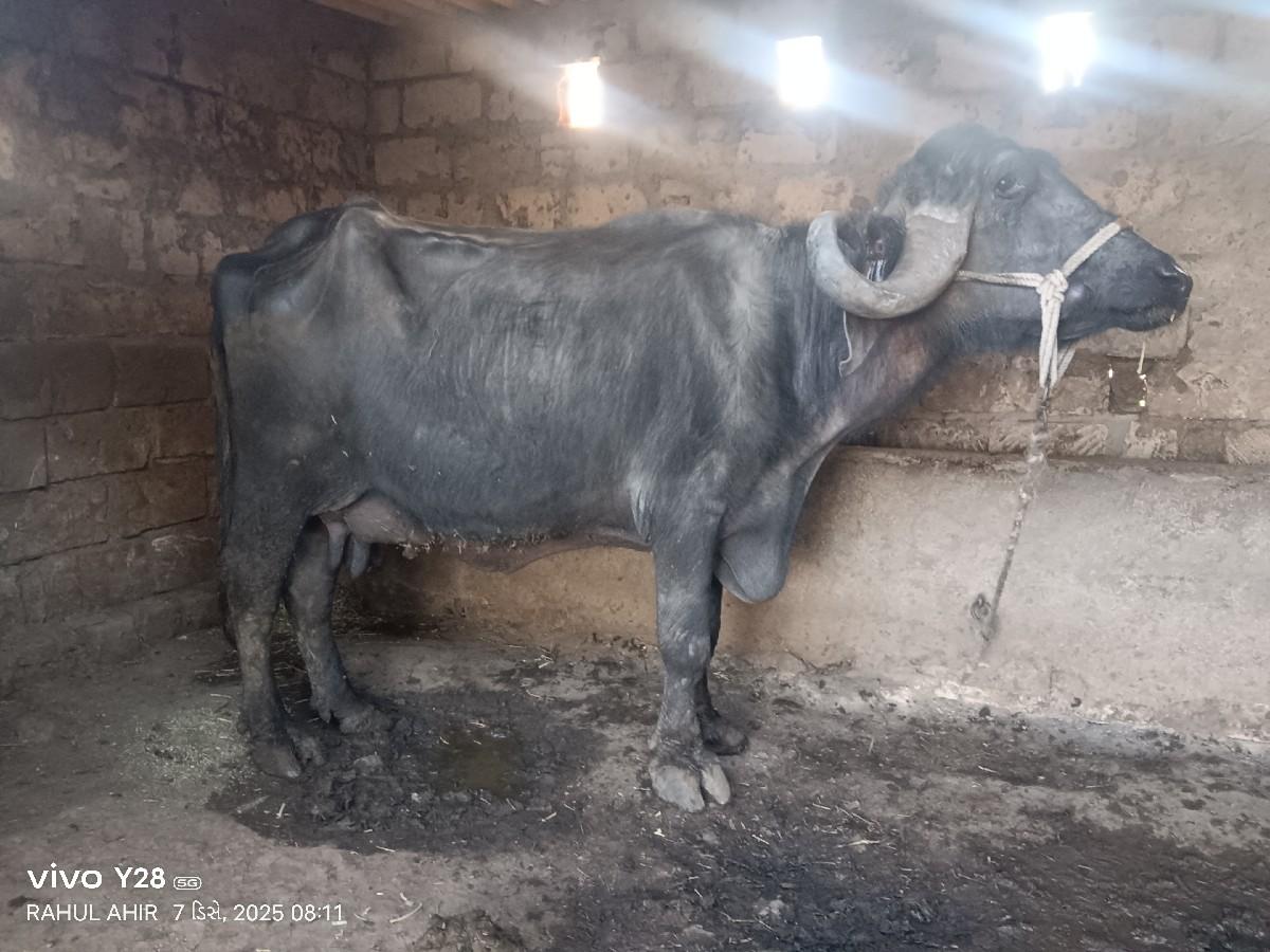 थंबनेल 3